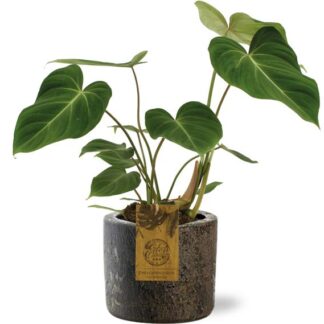 Philodendron Gloriosum, Ø15cm, ↕40cm inklusive Pflanztopf D16x14cm - Braun
