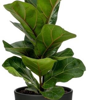 Ficus Lyrata, Ø12cm, ↕30cm inklusive Pflanztopf D13x11cm - Schwarz