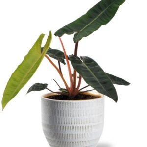 Philodendron Billietiae - Ø12cm - ↕25cm + Beau Pot D14x13cm - White