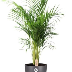 Dypsis Lutescens (Areca) - Ø24cm - ↕110cm + Pot Brussels D25x23cm - Anthracite